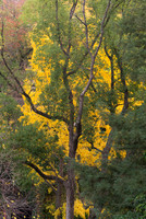 Sacramento View
