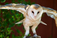 Barn Owl I