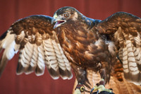 Red Tailed Hawk