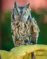 Screech Owl