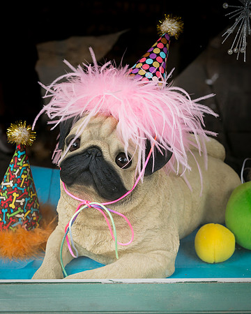 Partay Pug