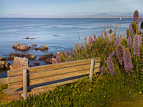 Pacific Grove Bench View
