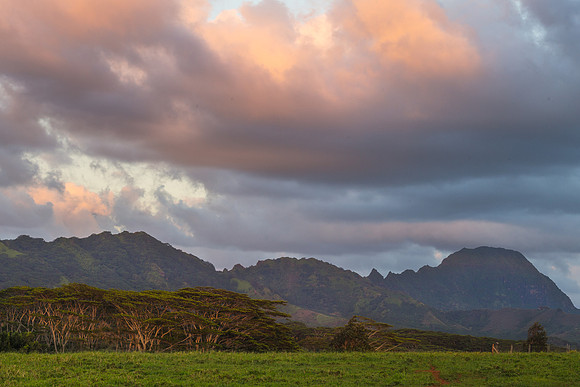 Monkey Pod Trees At Sunset