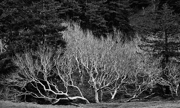 Sycamore Grove