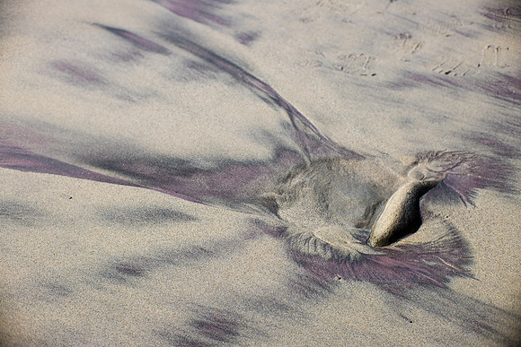 Sandfish